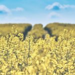 Komu powierzyć deratyzację?